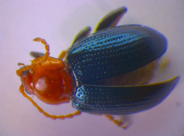 Image of <i>Neocrepidodera femorata</i>