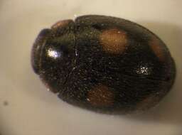 Image of <i>Platynaspis luteorubra</i>