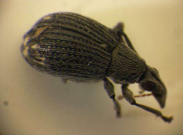 Image of <i>Oxystoma craccae</i>