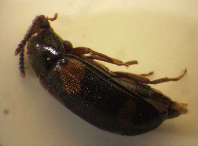 Image of <i>Mycetophagus quadripustulatus</i>