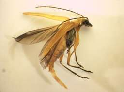 Image of <i>Oedemera podagrariae</i>