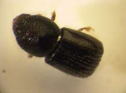 Image of Bark beetle