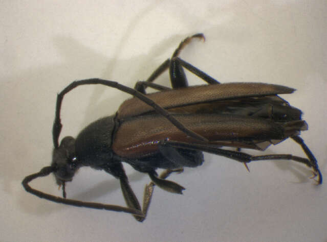 Image of Black-striped Longhorn Beetle