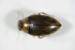 Image of <i>Haliplus obliquus</i>