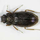 Helophorus (Helophorus) aquaticus (Linnaeus 1758) resmi