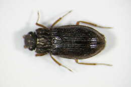 Image de Helophorus (Helophorus) aquaticus (Linnaeus 1758)