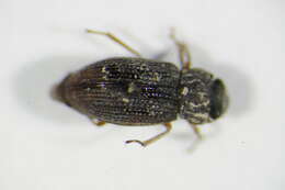 Image of Helophorus (Rhopalohelophorus) arvernicus Mulsant 1846