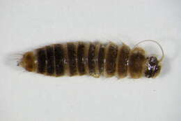 Image of <i>Hydrocyphon deflexicollis</i>