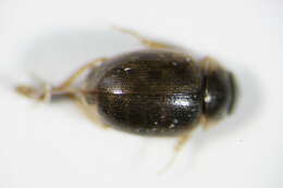 Laccobius (Dimorpholaccobius) sinuatus Motschulsky 1849 resmi