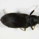 Image of <i>Pomatinus substriatus</i>