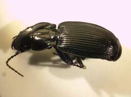 Image of Pterostichus (Pterostichus) cristatus (L. Dufour 1820)