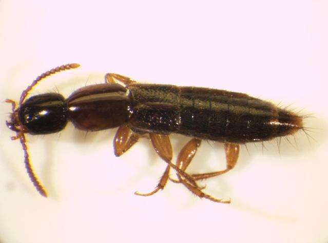 Othius subuliformis Stephens 1833的圖片