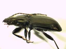 Image of Pterostichus (Pterostichus) cristatus (L. Dufour 1820)