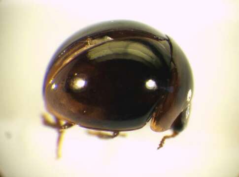 Image of Agathidium (Neoceble) varians Beck 1817