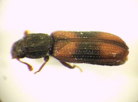 Image of Bark beetle