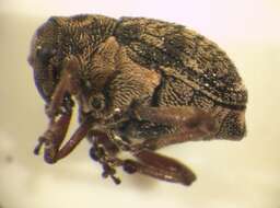 Image of European weevil