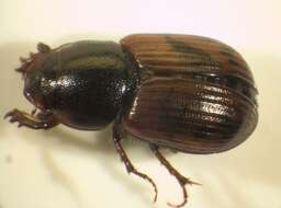 Image of <i>Aphodius maculatus</i>