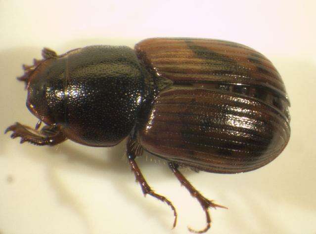 Image of <i>Aphodius maculatus</i>