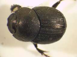 Image of Onthophagus (Palaeonthophagus) joannae Goljan 1953