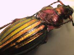 Carabus (Chrysocarabus) auronitens Fabricius 1792 resmi