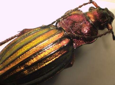 Image of carabus auronitens