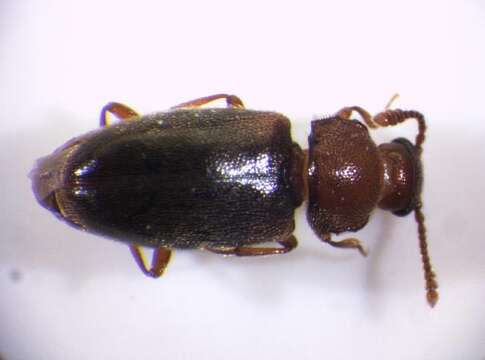 Image of Cryptophagus scanicus (Linnaeus 1758)