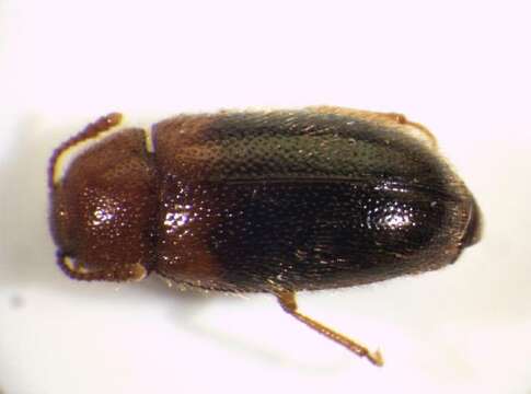 Image of <i>Triphyllus bicolor</i>