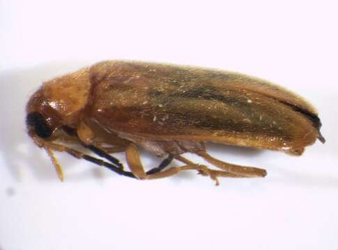 Image of <i>Conopalpus testaceus</i>