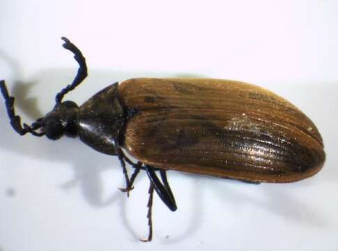 Image of <i>Pseudocistela ceramboides</i>