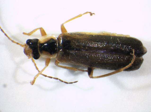 Imagem de <i>Cantharis decipiens</i>