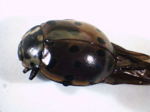 Imagem de <i>Anatis ocellata</i>