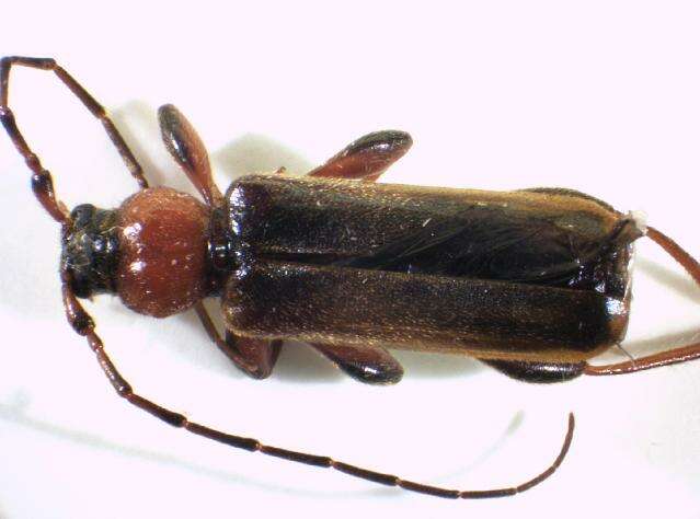 Image of Long-horned beetle