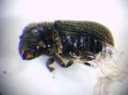 Image of Bast bark beetle