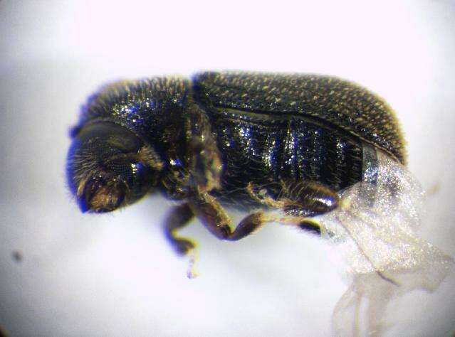 Image of Bast bark beetle