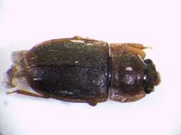 Image of <i>Epuraea pygmaea</i>