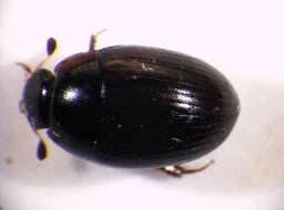 Image of water scavenger beetle