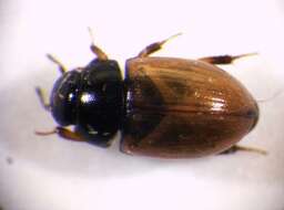 Image of Water scavenger beetle