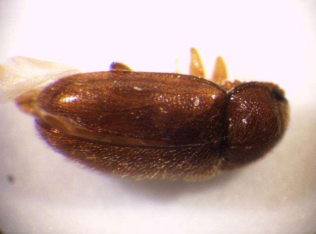 Image of Pleasing fungus beetle