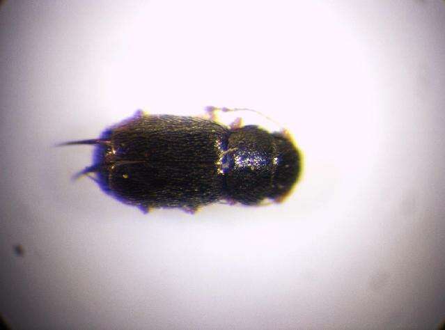 Image of Microptilium pulchellum (Allibert 1844)
