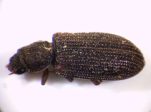 Image of <i>Synchita humeralis</i>