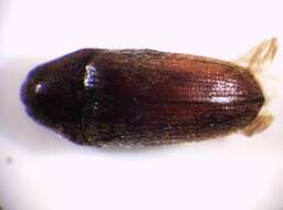 Image of <i>Trixagus meybohmi</i>