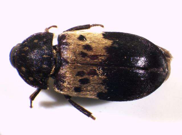 Image of larder beetle