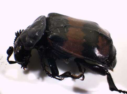 Image of Boreal Carrion Beetle