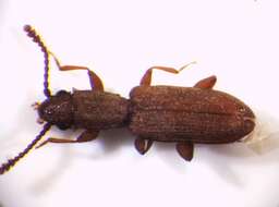 Image of Beetle