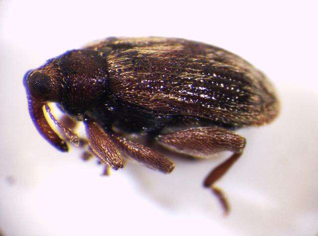 Image of Jumping weevil