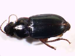 صورة Harpalus (Harpalus) smaragdinus (Duftschmid 1812)