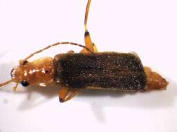 Image of <i>Cantharis cryptica</i>