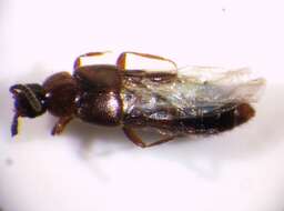 Imagem de <i>Alaobia scapularis</i>