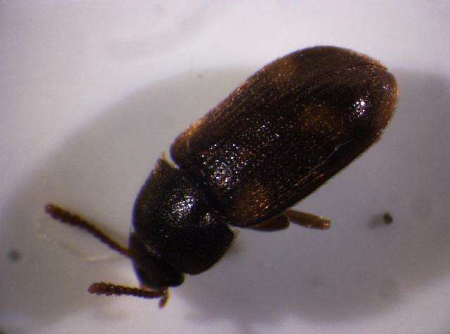 Image of Spotted Hairy Fungus Beetle