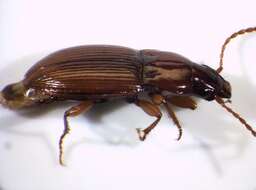 صورة Pterostichus (Cryobius) pumilio (Dejean 1828)